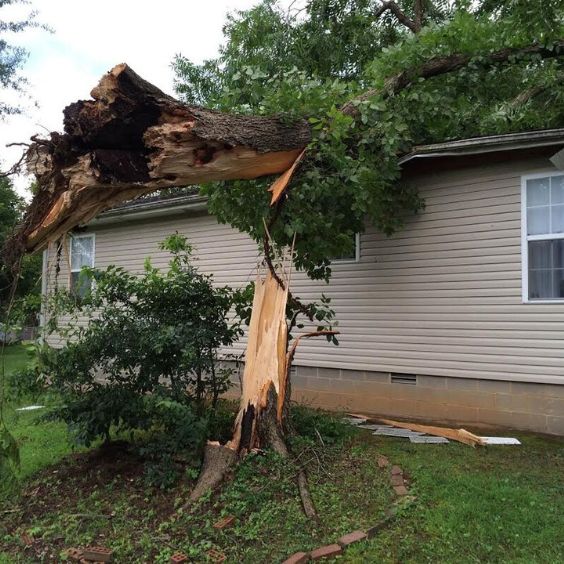 A fallen tree on top of a house needs 24 hour emergency tree service removal in townsville